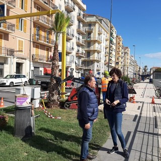 Savona, tornano le palme alle Fornaci: 14 in arrivo in corso Vittorio Veneto (FOTO e VIDEO)