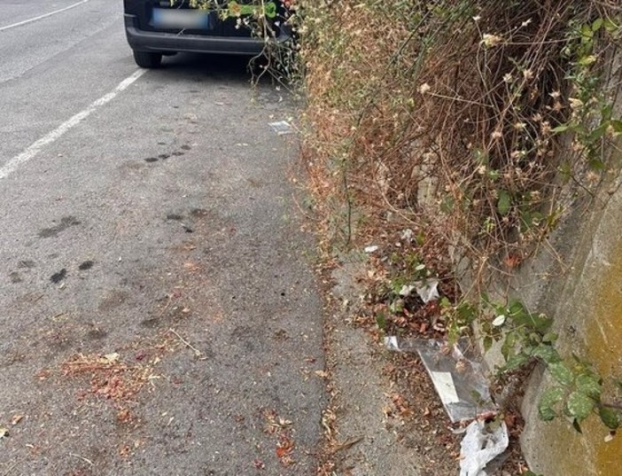 Savona, lettera al direttore: "Zona parcheggi fronte ospedale infestata dai rovi" Savona, lettera al direttore: "Zona parcheggi fronte ospedale infestata dai rovi"