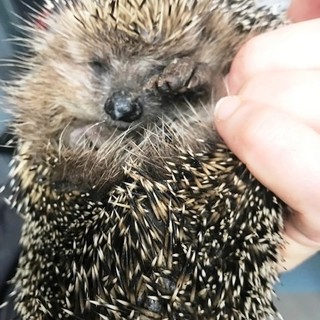Stella San Giovanni, un giovane riccio soccorso il giorno di Pasqua dai volontari dell'Enpa (VIDEO)