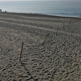 Finale, continua il monitoraggio per la nascita delle tartarughe: la spiaggia libera di San Donato chiusa dalle 22 alle 8