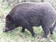 Albisola Superiore, cinghiale abbattuto a poca distanza dal Comune Albisola Superiore, cinghiale abbattuto a poca distanza dal Comune