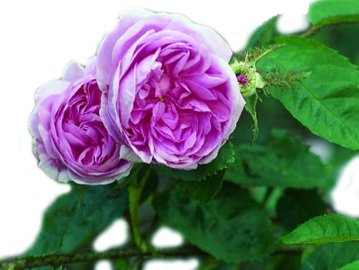 Euroflora: “Sciroppo di rose e altri eventi”