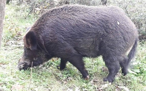 Albisola Superiore, cinghiale abbattuto a poca distanza dal Comune Albisola Superiore, cinghiale abbattuto a poca distanza dal Comune