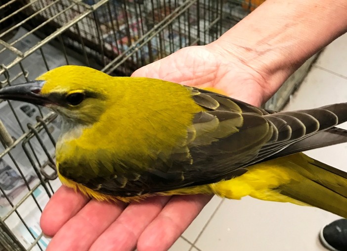 Soccorso un raro esemplare di rigogolo sulle alture di Savona