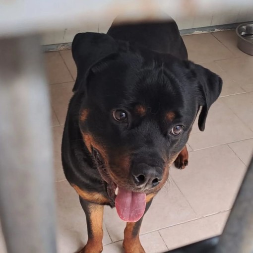 Legato ad un palo in Corso Ricci a Savona: trovato Rottweiler e portato in canile Legato ad un palo in Corso Ricci a Savona: trovato Rottweiler e portato in canile