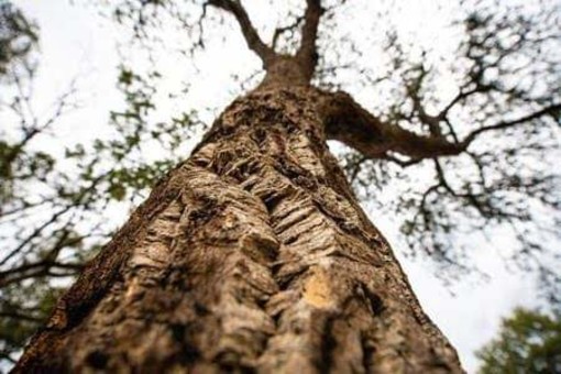 Sit in per la sughereta a Celle, il sindaco precisa: "Non lo è, è un'area boscata, concluderemo comunque dopo le autorizzazioni alla sistemazione" Sit in per la sughereta a Celle, il sindaco precisa: "Non lo è, è un'area boscata, concluderemo comunque dopo le autorizzazioni alla sistemazione"