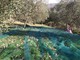 Zona arancione, in Liguria consentita la raccolta delle olive anche per proprietari di terreni fuori dal comune di residenza Zona arancione, in Liguria consentita la raccolta delle olive anche per proprietari di terreni fuori dal comune di residenza