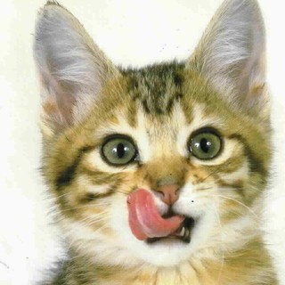 Raccolta cibo per animali a Borghetto