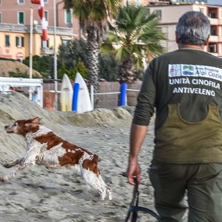 Raduno dei cani antiveleno, l'esercitazione nella spiaggia di Albissola (FOTO)