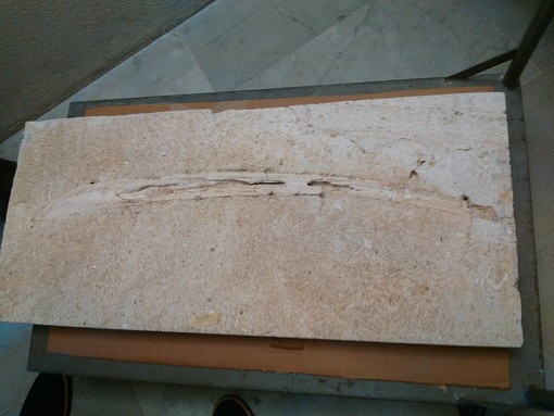 Un raro fossile di balenide impreziosisce il Museo Archeologico del Finale (FOTO e VIDEO) Un raro fossile di balenide impreziosisce il Museo Archeologico del Finale (FOTO e VIDEO)