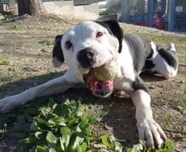 Rolly cerca un padrone e una nuova casa, l'appello del canile di Savona