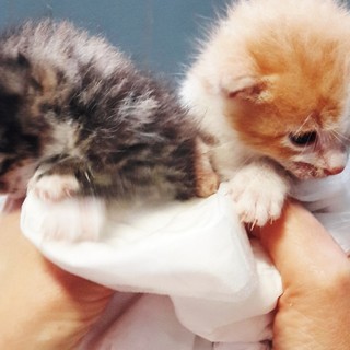 Savona, l'Enpa soccorre due gattini malati: "Se sopravviveranno, saranno offerti in adozione"