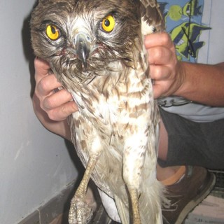 Enpa, equivoco chiarito: i bianconi salvati sono due