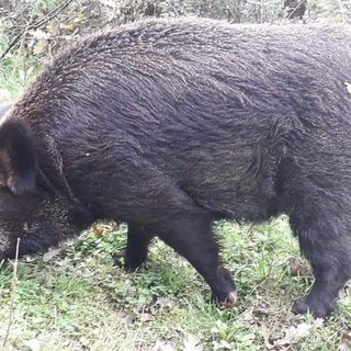 Albisola Superiore, cinghiale abbattuto a poca distanza dal Comune