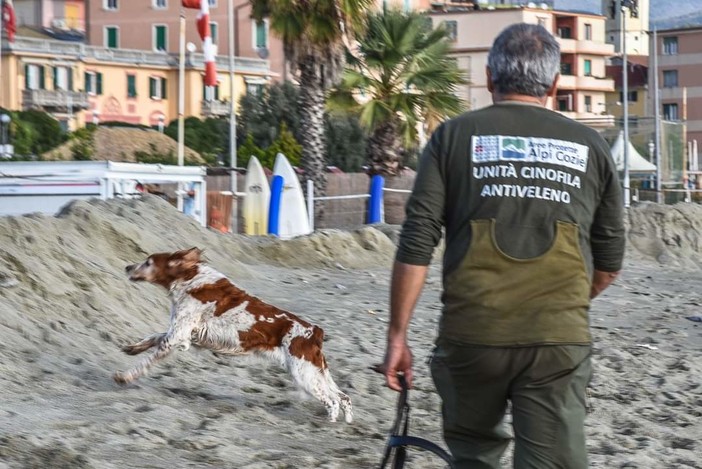 Raduno dei cani antiveleno, l'esercitazione nella spiaggia di Albissola (FOTO) Raduno dei cani antiveleno, l'esercitazione nella spiaggia di Albissola (FOTO)