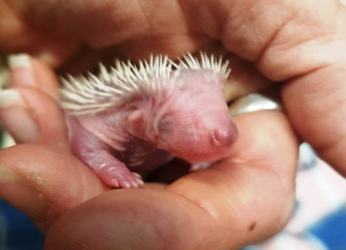 Finale, una nidiata di ricci appena nati affogata a San Bernardino Finale, una nidiata di ricci appena nati affogata a San Bernardino