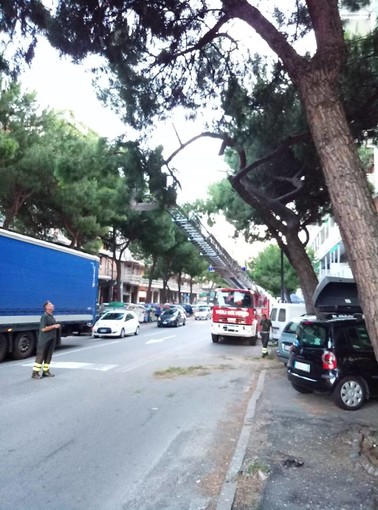 Savona, crolla un grosso ramo di pino in corso Tardy & Benech Savona, crolla un grosso ramo di pino in corso Tardy & Benech