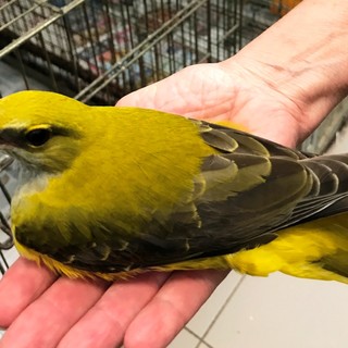 Soccorso un raro esemplare di rigogolo sulle alture di Savona