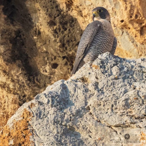 Un falco pellegrino (foto di Carlo Lovisolo)