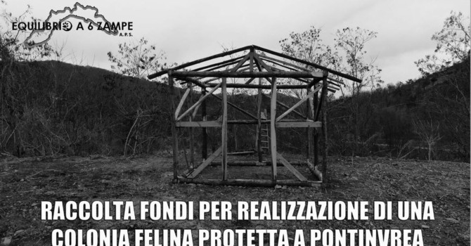 Pontinvrea, corsa contro il tempo per salvare una ventina di gatti: parte una raccolta fondi per creare una colonia felina protetta