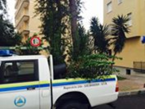 Andora si regala un bosco con l'iniziativa portata avanti dall'Accademia Kronos Andora si regala un bosco con l'iniziativa portata avanti dall'Accademia Kronos