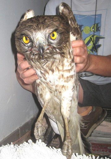 Enpa, equivoco chiarito: i bianconi salvati sono due Enpa, equivoco chiarito: i bianconi salvati sono due