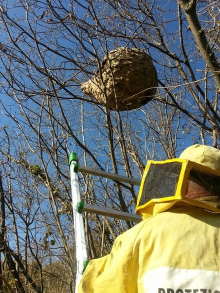 "Invasione" di calabroni in Provincia di Savona, 10 interventi dei Vigili del Fuoco in mattinata