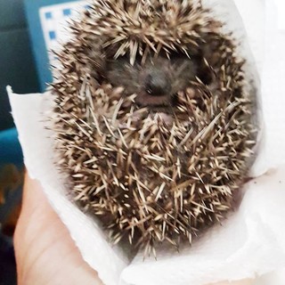 I volontari della Protezione Animali salvano un riccio per strada a Stella (VIDEO)