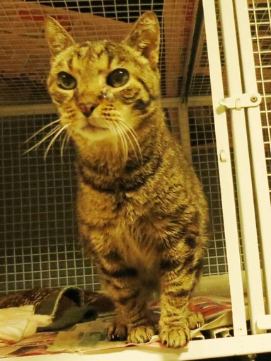 Savona: chi vuole adottare la gatta Romina?