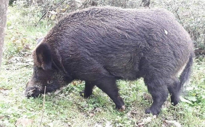 Albisola Superiore, cinghiale abbattuto a poca distanza dal Comune Albisola Superiore, cinghiale abbattuto a poca distanza dal Comune
