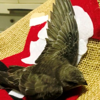 Rondone a Savona a novembre lo stupore dei volontari Enpa che lo hanno soccorso: "Di solito in questo periodo sono in Africa"