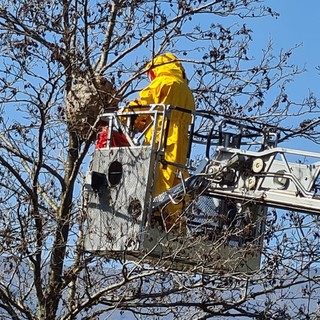 Finale, Vigili del fuoco rimuovono un importante nido di vespa velutina (FOTO)