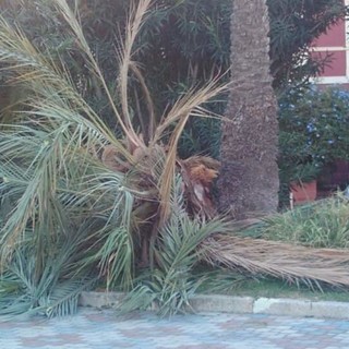 Albenga, crolla una palma sotto i colpi del punteruolo rosso. Alberi "seviziati" dal parassita anche a Pietra Ligure