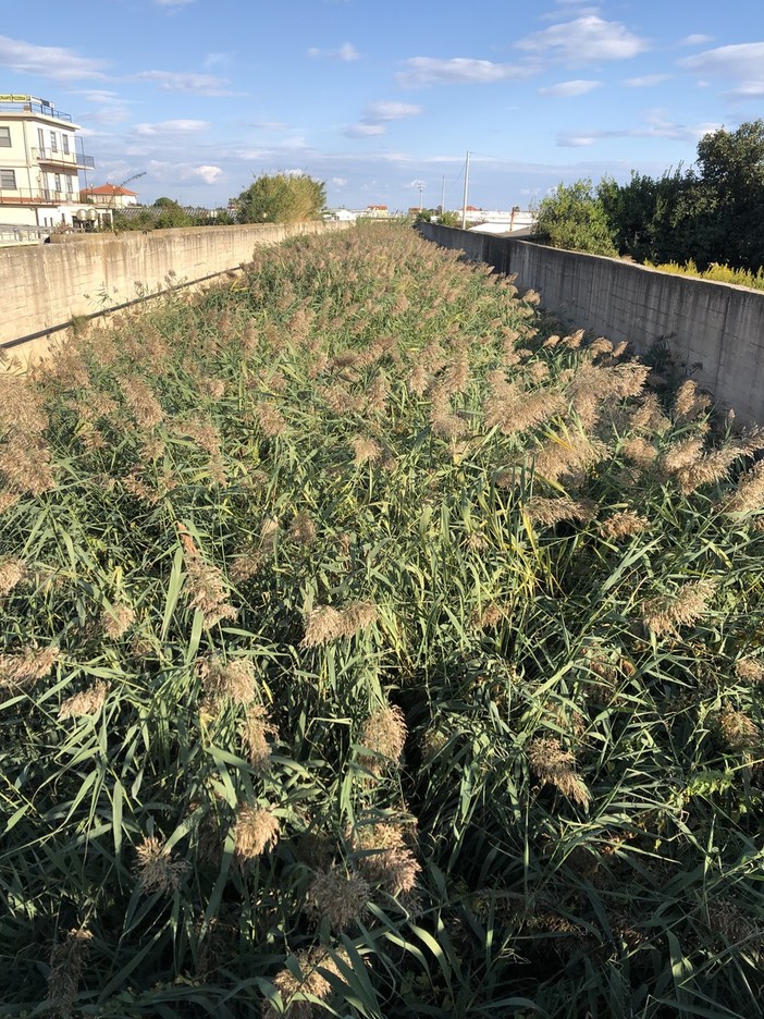 Albenga, Tomatis (FdI): "Piana in pericolo per l'effetto 'tappo' dei corsi d'acqua Carenda e Carendetta" Albenga, Tomatis (FdI): "Piana in pericolo per l'effetto 'tappo' dei corsi d'acqua Carenda e Carendetta"