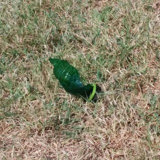 Degrado al parco Monticello di Spotorno: spazzatura e feci di cani abbandonate