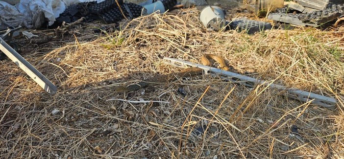Rimane incastrato in una sbarra, le guardie del Gadit recuperano un esemplare di colubro lacertino