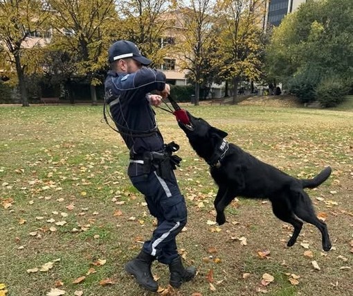 Savona, Rey e il fiuto che non sbaglia mai, per il cane poliziotto quattro giorni intensi di formazione Savona, Rey e il fiuto che non sbaglia mai, per il cane poliziotto quattro giorni intensi di formazione