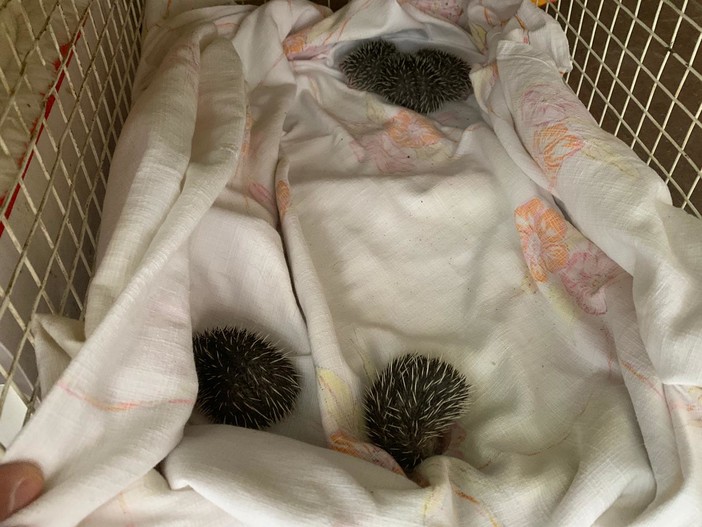 Apre il garage e trova cinque cuccioli di riccio: la scoperta a Finale Ligure (FOTO) Apre il garage e trova cinque cuccioli di riccio: la scoperta a Finale Ligure (FOTO)