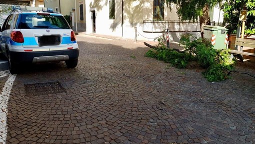 Celle, ramo cade in via Monte Tabor, immediato l'intervento dei vigili del fuoco e la polizia locale Celle, ramo cade in via Monte Tabor, immediato l'intervento dei vigili del fuoco e la polizia locale