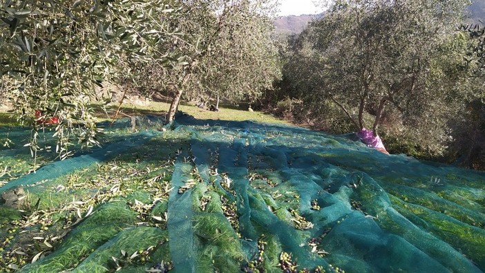 Zona arancione, in Liguria consentita la raccolta delle olive anche per proprietari di terreni fuori dal comune di residenza