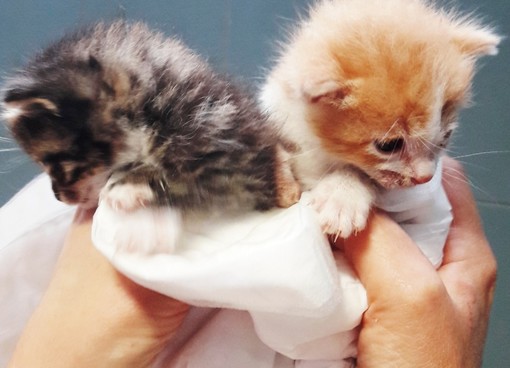 Savona, l'Enpa soccorre due gattini malati: "Se sopravviveranno, saranno offerti in adozione"