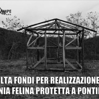 Pontinvrea, corsa contro il tempo per salvare una ventina di gatti: parte una raccolta fondi per creare una colonia felina protetta