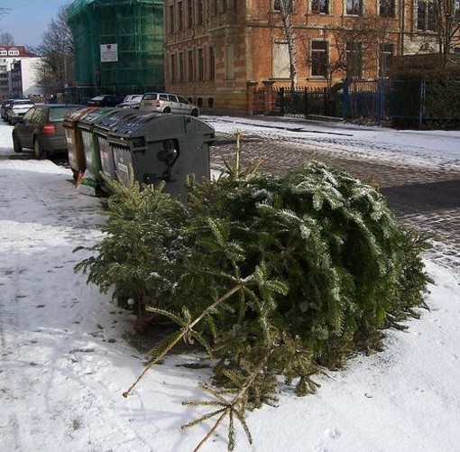 Ecoalbenga, al via la raccolta degli alberi dismessi
