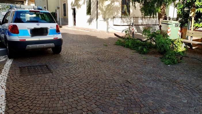 Celle, ramo cade in via Monte Tabor, immediato l'intervento dei vigili del fuoco e la polizia locale Celle, ramo cade in via Monte Tabor, immediato l'intervento dei vigili del fuoco e la polizia locale