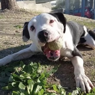 Rolly cerca un padrone e una nuova casa, l'appello del canile di Savona