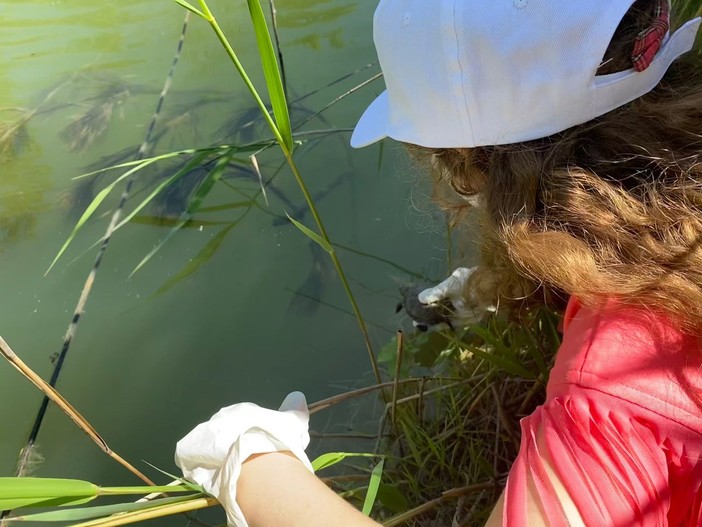 Villanova d'Albenga, 13 tartarughe Emys Orbicularis tornano nel loro ambiente naturale (FOTO e VIDEO) Villanova d'Albenga, 13 tartarughe Emys Orbicularis tornano nel loro ambiente naturale (FOTO e VIDEO)