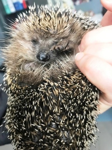 Stella San Giovanni, un giovane riccio soccorso il giorno di Pasqua dai volontari dell'Enpa (VIDEO)