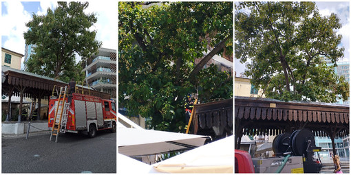 Rami pericolanti sui lavatoi della Darsena di Savona, intervengono i Vigili del fuoco (FOTO)