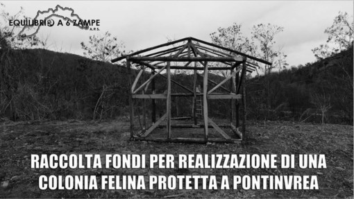 Pontinvrea, corsa contro il tempo per salvare una ventina di gatti: parte una raccolta fondi per creare una colonia felina protetta