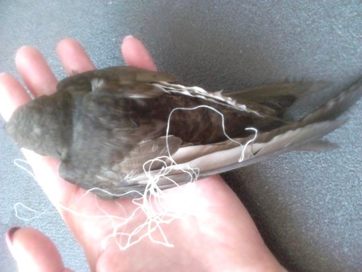 Savona, rondone rimane incastrato in un amo da pesca salvato dopo molte ore per colpa di un cittadino insensibile: la denuncia dell'Enpa